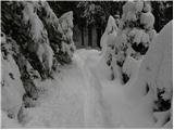 Tržič - Planina Zgornja Konjščica